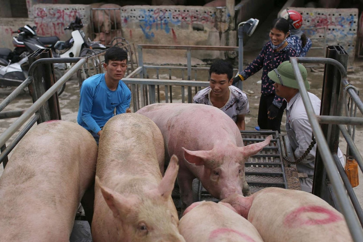 Giá heo hơi hôm nay ngày 18/7: Miền Trung - Tây Nguyên đang có mức giá thấp nhất cả nước với 60.000 đồng/kg